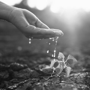 Shutterstock_2461541431
